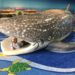 Denver Aquarium Playground Whale indoor play area open 2020