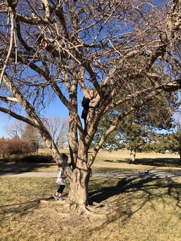 Large climbing tree