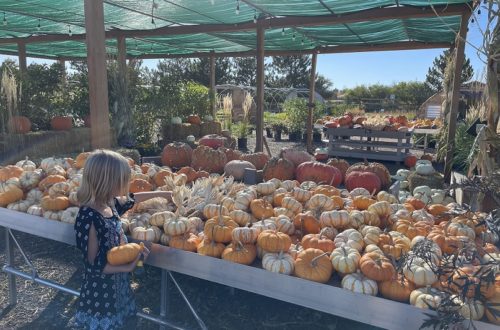 Pumpkin Patches in Boulder County