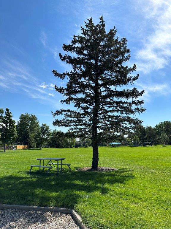 huge tree at park in Fort Collins