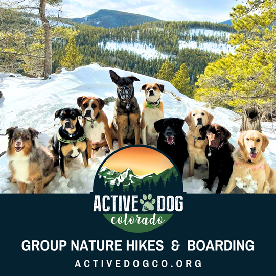 Active Dog Colorado