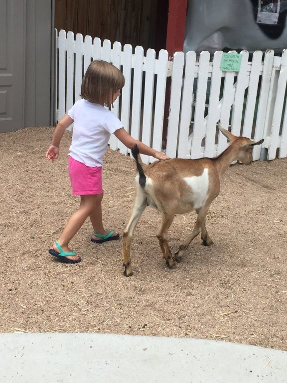 Belleview Park petting zoo